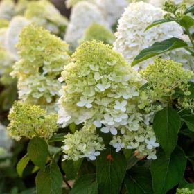   Bugás hortenzia - Hydrangea paniculata 'Limelight'
