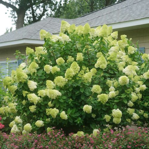 Bugás hortenzia - Hydrangea paniculata 'Limelight'