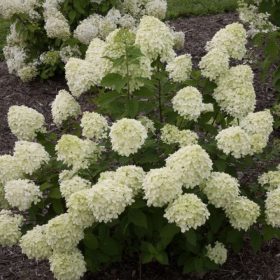   Bugás hortenzia - Hydrangea paniculata 'Little Lime'