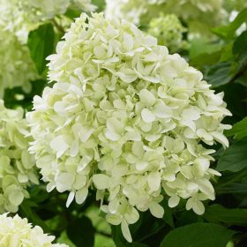   Bugás hortenzia - Hydrangea paniculata 'Little Spooky'