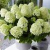 Bugás hortenzia - Hydrangea paniculata 'Little Spooky'