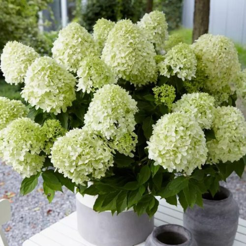 Bugás hortenzia - Hydrangea paniculata 'Little Spooky'