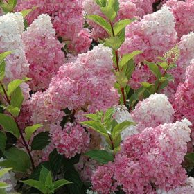   Bugás hortenzia - Hydrangea paniculata 'Magical Candle'