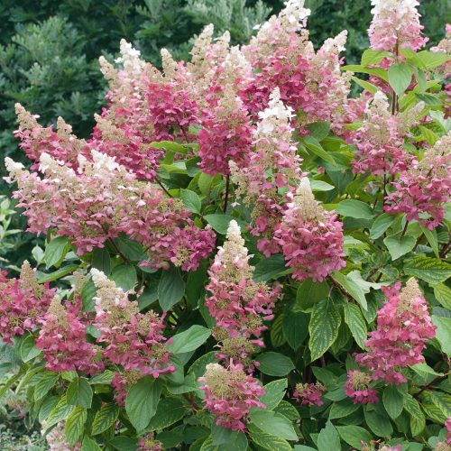 Bugás hortenzia - Hydrangea paniculata 'Magical Candle'