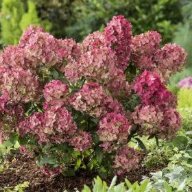   Bugás hortenzia - Hydrangea paniculata 'Petite Cherry'