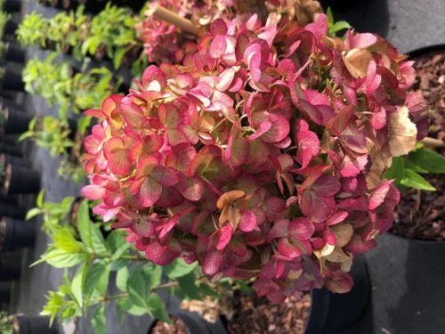 Bugás hortenzia - Hydrangea paniculata 'Petite Cherry'