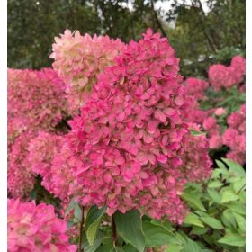   Bugás hortenzia - Hydrangea paniculata 'Petite Flori'