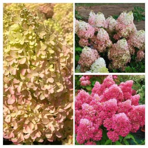 Bugás hortenzia - Hydrangea paniculata 'Petite Flori'