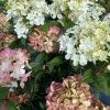 Bugás hortenzia - Hydrangea paniculata 'Petite Star'