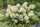 Bugás hortenzia 'Petite Star' fajta - Hydrangea paniculata 'Petite Star'