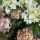 Bugás hortenzia - Hydrangea paniculata 'Petite Star'