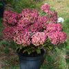 Bugás hortenzia - Hydrangea paniculata 'Petite Star'