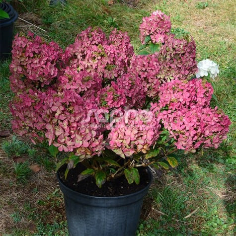 Bugás hortenzia - Hydrangea paniculata 'Petite Star'