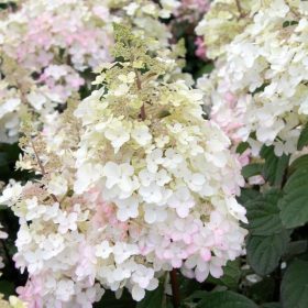   Bugás hortenzia - Hydrangea paniculata 'Petite Lantern'