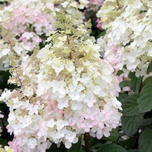 Bugás hortenzia - Hydrangea paniculata 'Petite Lantern'