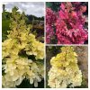 Bugás hortenzia - Hydrangea paniculata 'Petite Lantern'