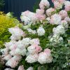 Bugás hortenzia - Hydrangea paniculata 'Phantom'