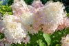 Bugás hortenzia - Hydrangea paniculata 'Phantom'