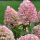 Bugás hortenzia - Hydrangea paniculata 'Pinkachu'