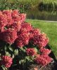 Bugás hortenzia - Hydrangea paniculata 'Pinkachu'