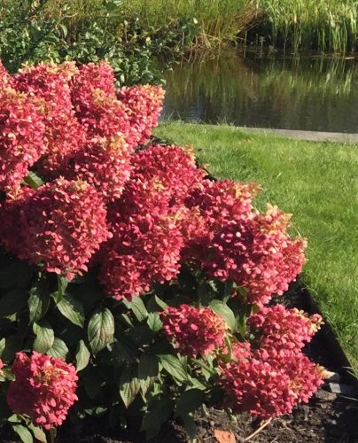 Bugás hortenzia - Hydrangea paniculata 'Pinkachu'
