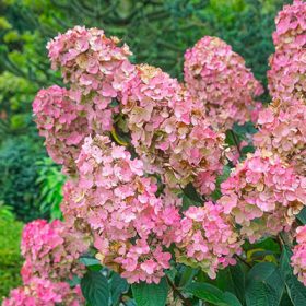   Bugás hortenzia - Hydrangea paniculata 'Pink Diamond'
