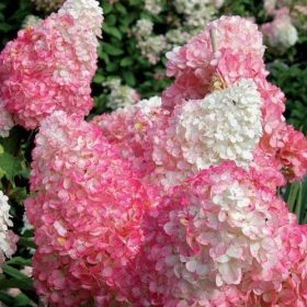   Bugás hortenzia - Hydrangea paniculata 'Pink Lady'