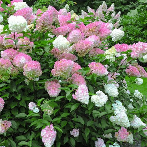 Bugás hortenzia - Hydrangea paniculata 'Pink Lady'