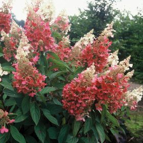   Bugás hortenzia - Hydrangea paniculata 'Pink Queen'