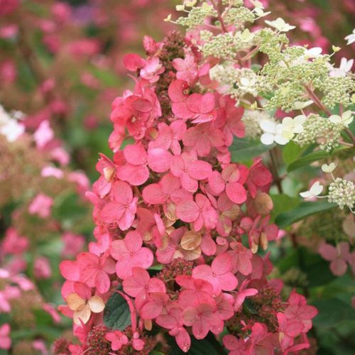 Bugás hortenzia - Hydrangea paniculata 'Pink Queen'