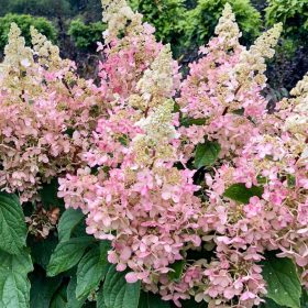   Bugás hortenzia - Hydrangea paniculata 'Pinky Winky'