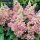 Bugás hortenzia - Hydrangea paniculata 'Pinky Winky'