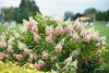 Bugás hortenzia - Hydrangea paniculata 'Pinky Winky'