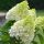 Bugás hortenzia - Hydrangea paniculata 'Polar Bear'