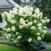 Bugás hortenzia - Hydrangea paniculata 'Polar Bear'
