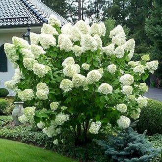 Bugás hortenzia - Hydrangea paniculata 'Polar Bear'