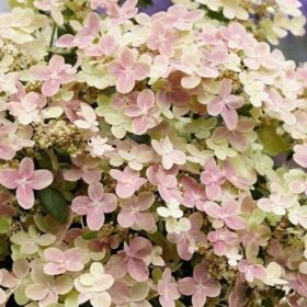 Bugás hortenzia - Hydrangea paniculata 'Polestar'
