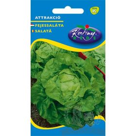 Attrakció fejessaláta