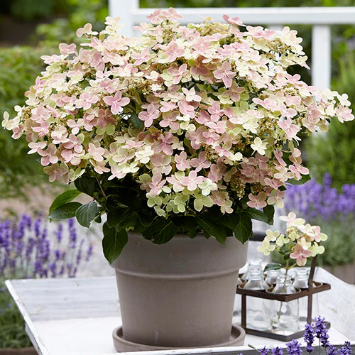 Bugás hortenzia - Hydrangea paniculata 'Polestar'