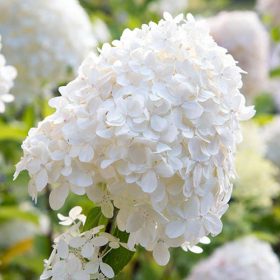   Bugás hortenzia - Hydrangea paniculata 'Silver Dollar'
