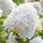 Bugás hortenzia - Hydrangea paniculata 'Silver Dollar'