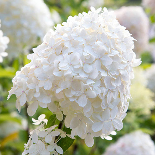Bugás hortenzia - Hydrangea paniculata 'Silver Dollar'