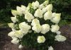 Bugás hortenzia - Hydrangea paniculata 'Silver Dollar'