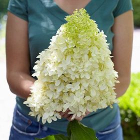 Bugás hortenzia - Hydrangea paniculata 'Skyfall'