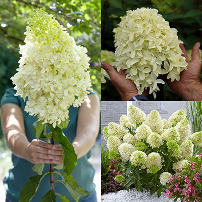 Bugás hortenzia - Hydrangea paniculata 'Skyfall'