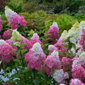   Bugás hortenzia - Hydrangea paniculata 'Sundea Fraise'