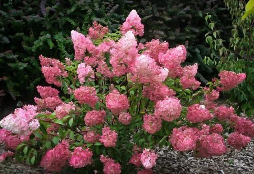 Bugás hortenzia - Hydrangea paniculata 'Sundea Fraise'