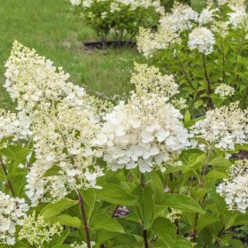 Bugás hortenzia - Hydrangea paniculata 'Tardiva'