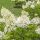 Bugás hortenzia - Hydrangea paniculata 'Tardiva'