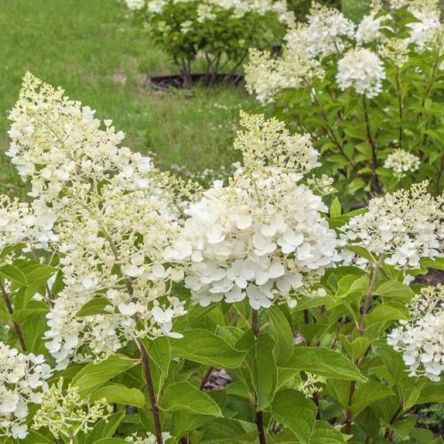 Bugás hortenzia - Hydrangea paniculata 'Tardiva'